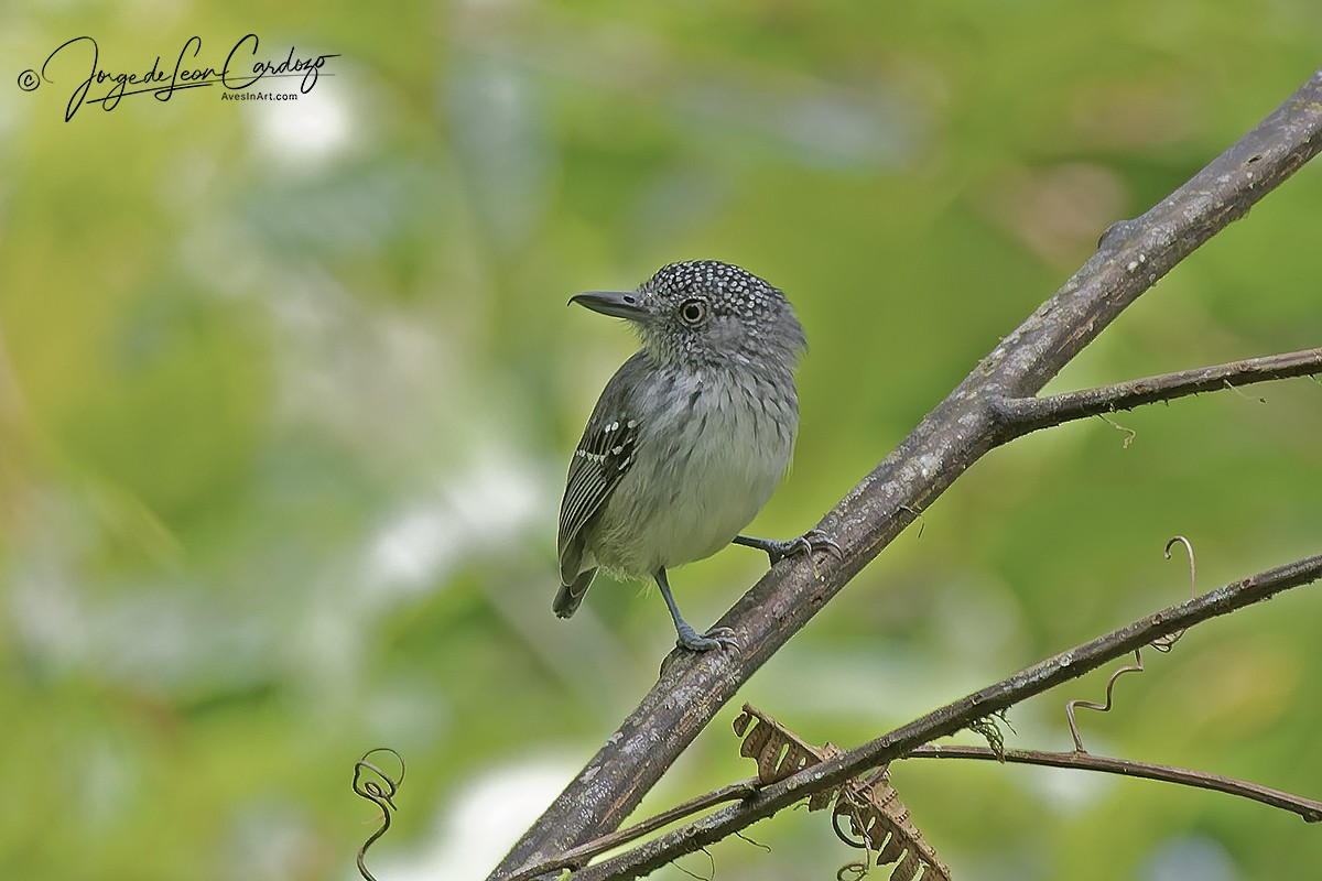 Batarito Coronipunteado - ML646217570