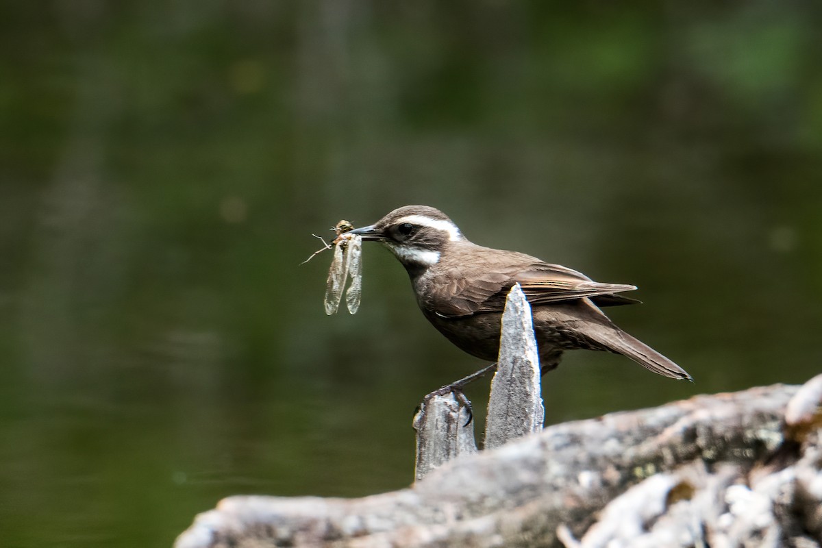 Remolinera Araucana - ML646217571