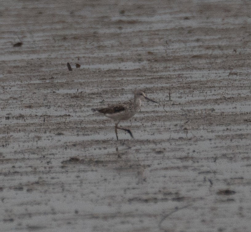 Archibebe Claro - ML646217572