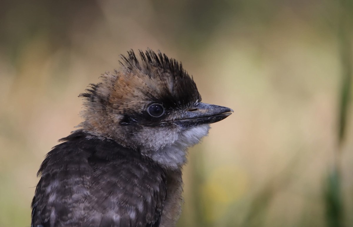 Cucaburra Común - ML646217574