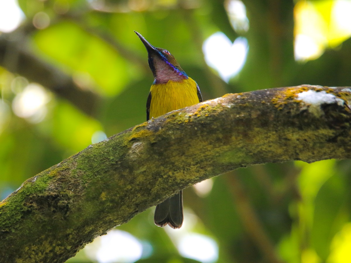 Suimanga Gorjipardo - ML646217575