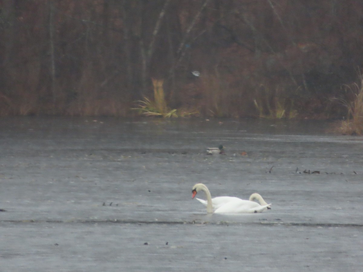 Cisne Vulgar - ML646217577