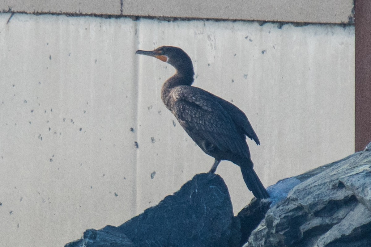 Cormorán Orejudo - ML646217578