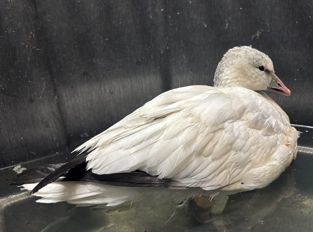 Ross's Goose - ML646217579