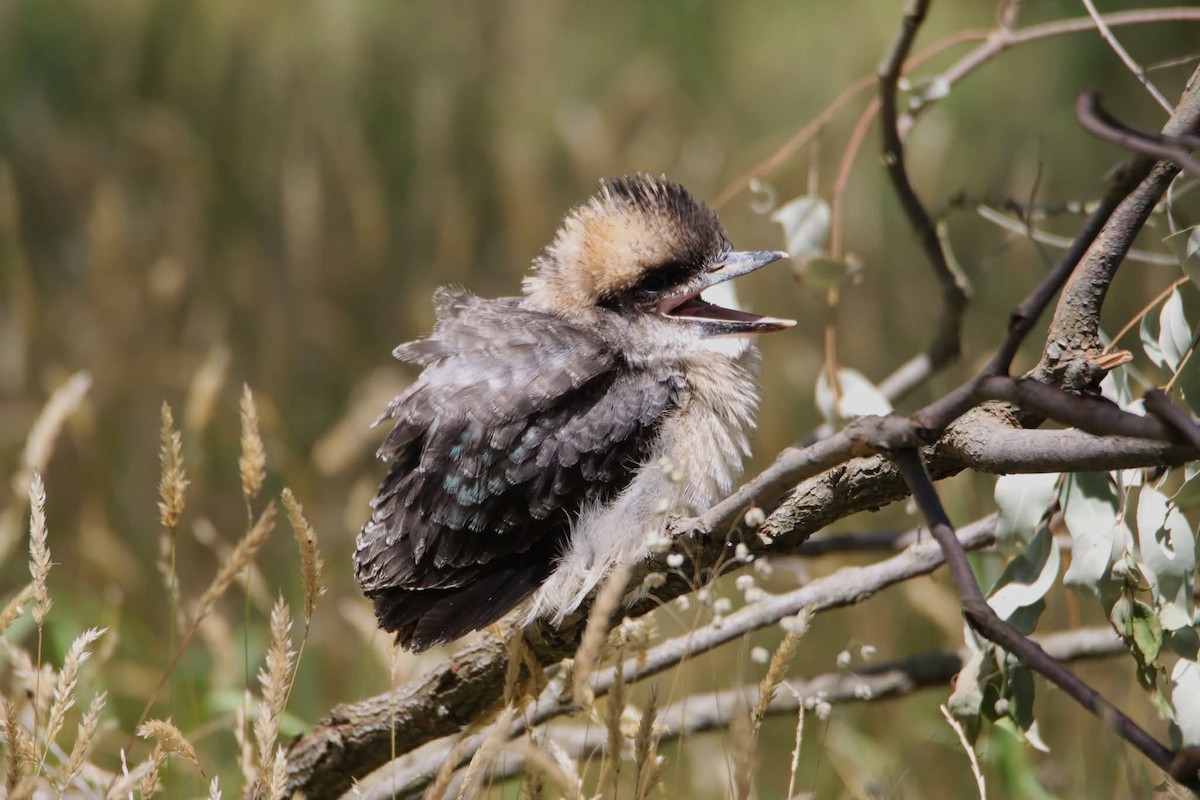 Cucaburra Común - ML646217580