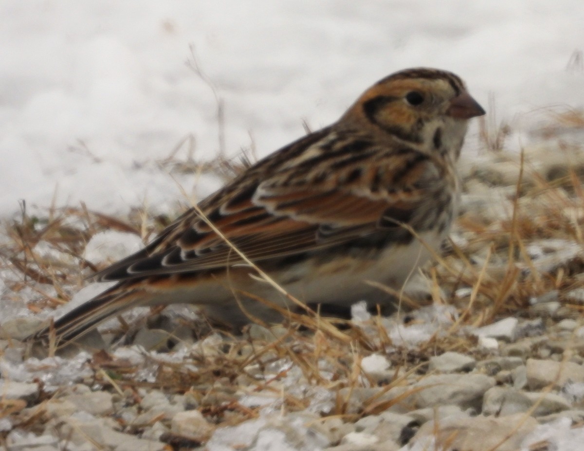 Escribano Lapón - ML646217581