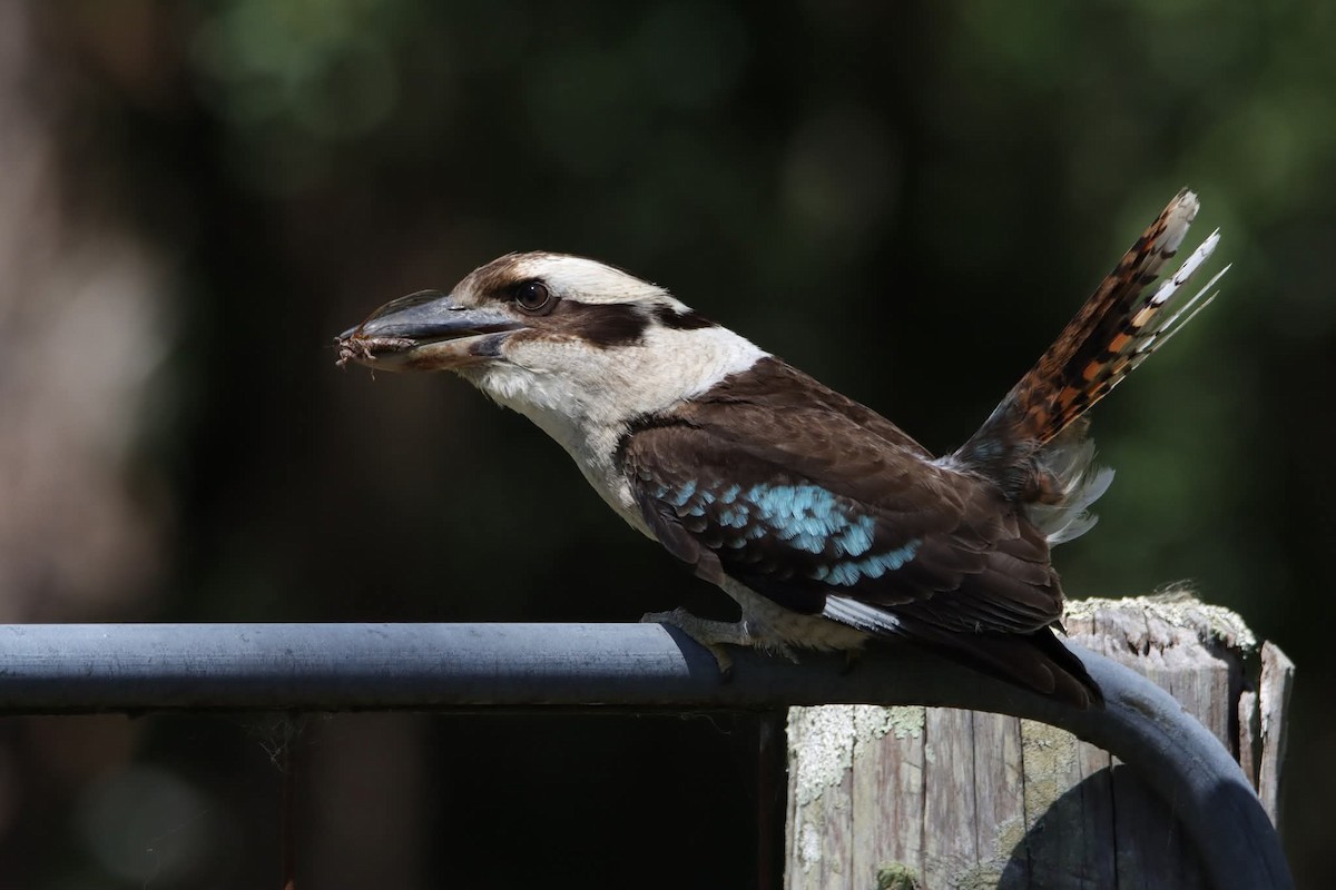 Cucaburra Común - ML646217582