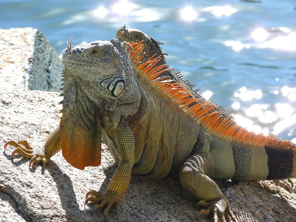 Green Iguana - ML646217585