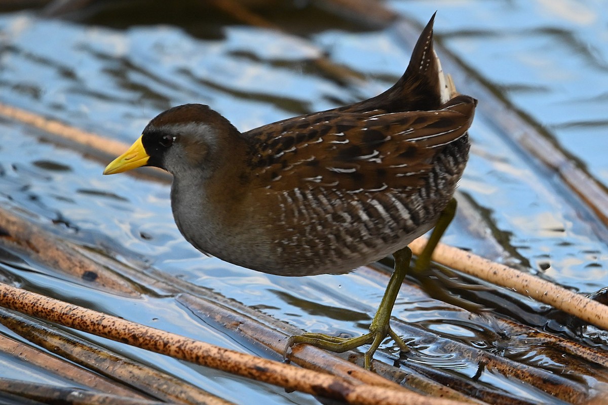 Polluela Sora - ML646217586