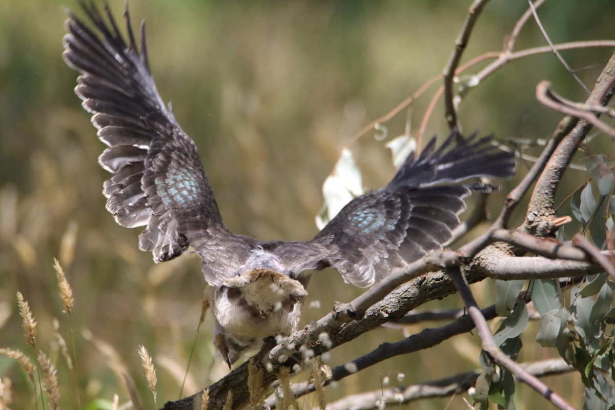 Cucaburra Común - ML646217590