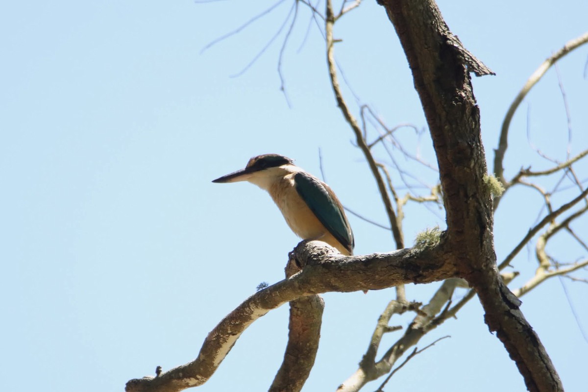 Sacred Kingfisher - ML646217593