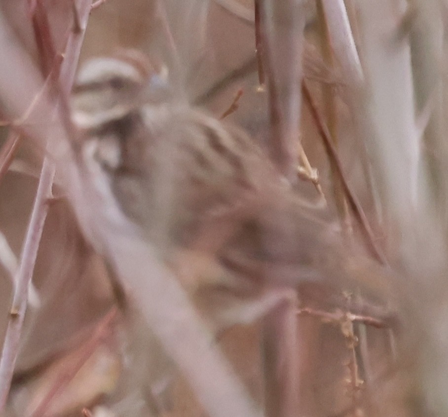 Song Sparrow - ML646217597