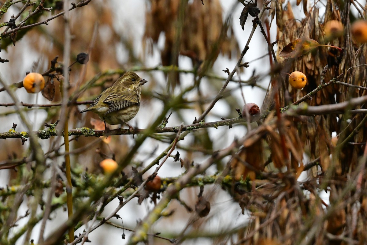 Purple Finch - ML646217598