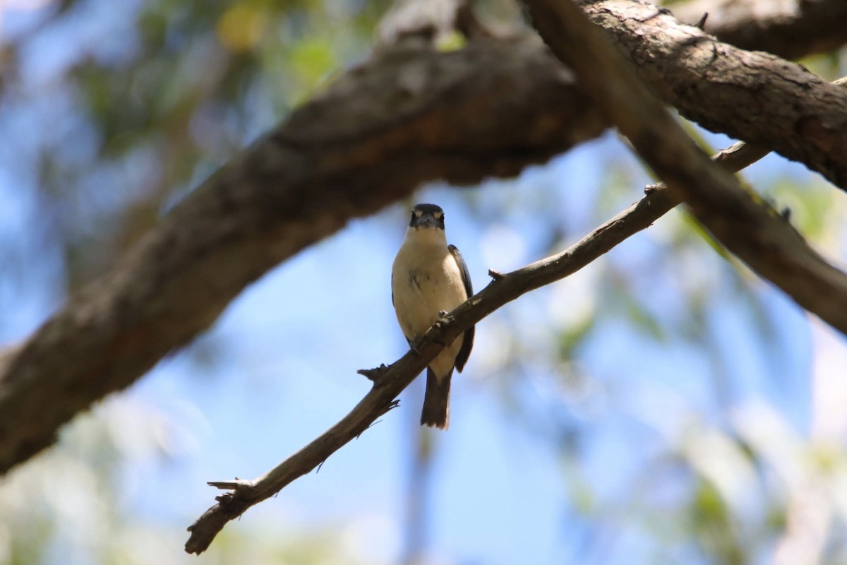 Sacred Kingfisher - ML646217600