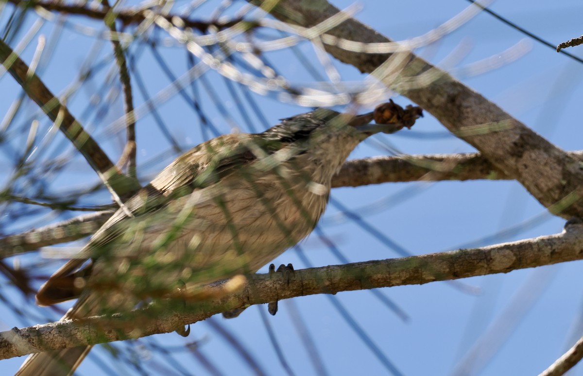 Striped Honeyeater - ML646217601
