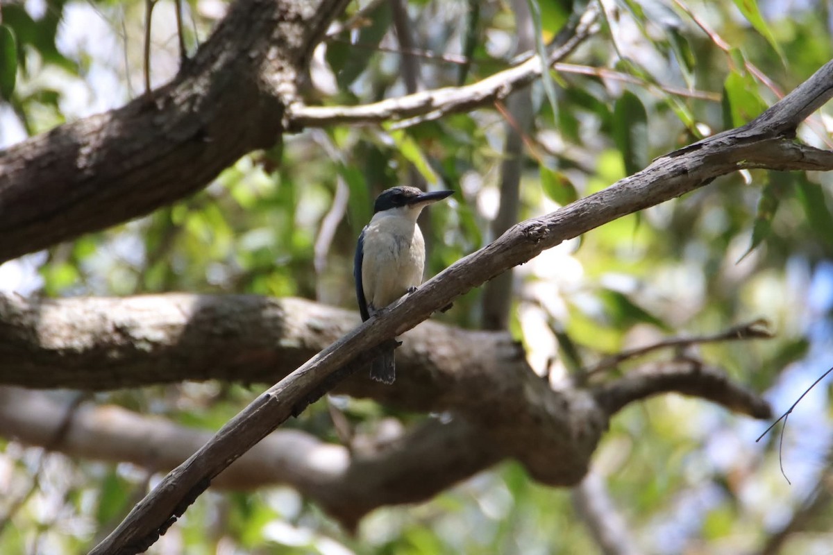 Sacred Kingfisher - ML646217604