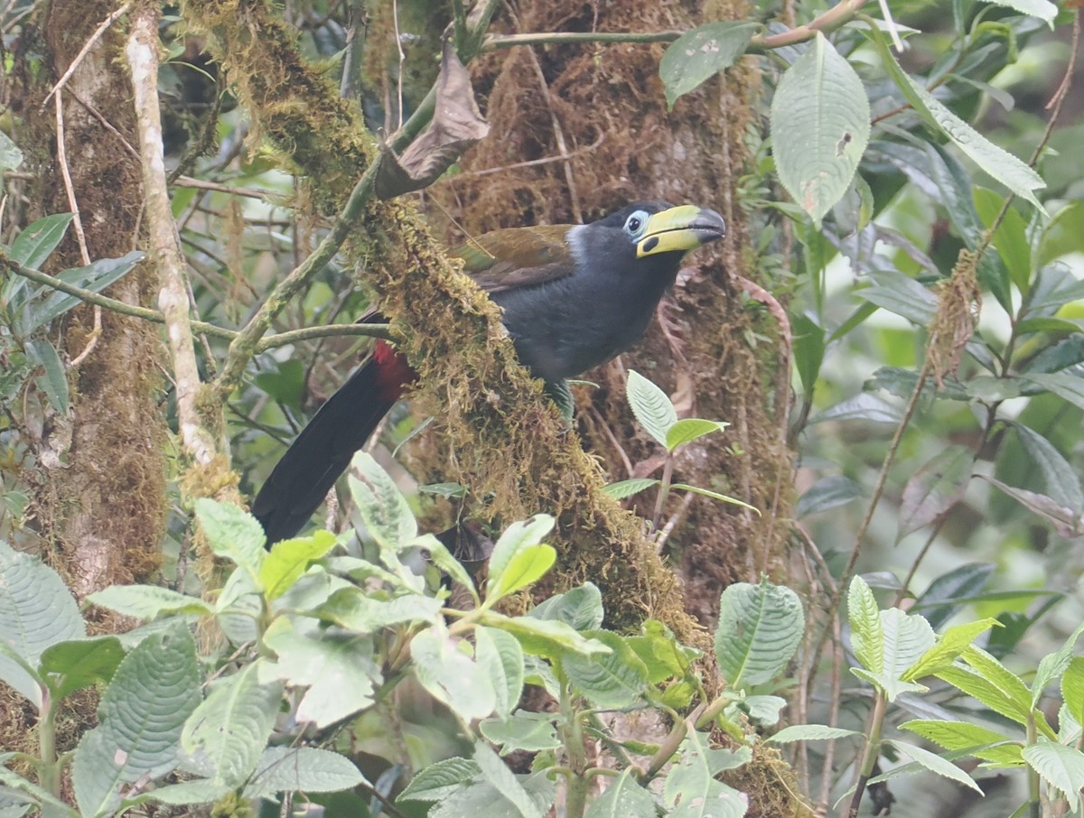 Hooded Mountain-Toucan - ML646217610