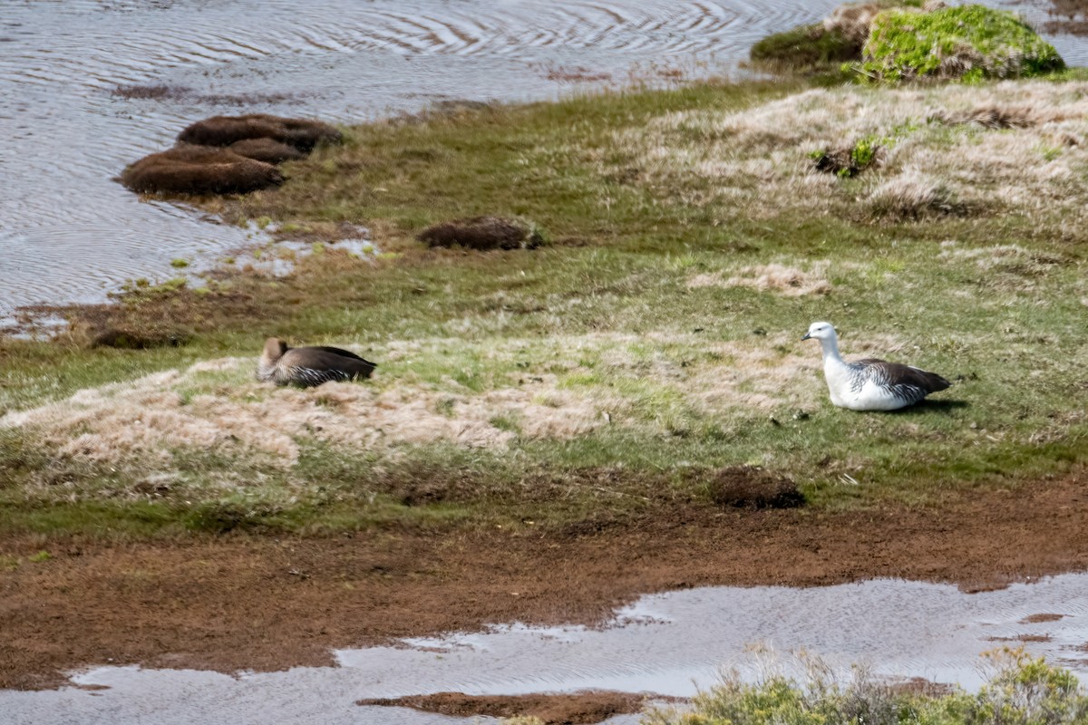 Upland Goose - ML646217613
