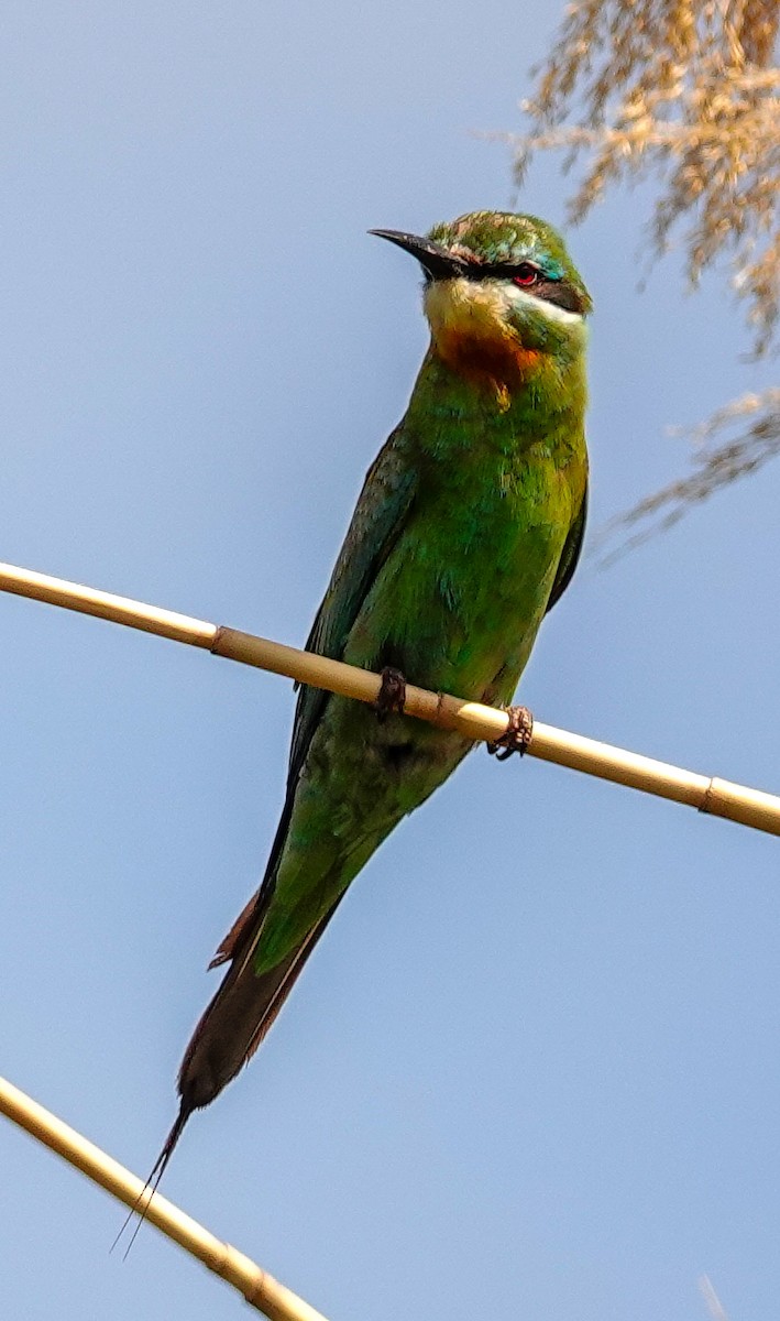 Blue-cheeked Bee-eater - ML646217615