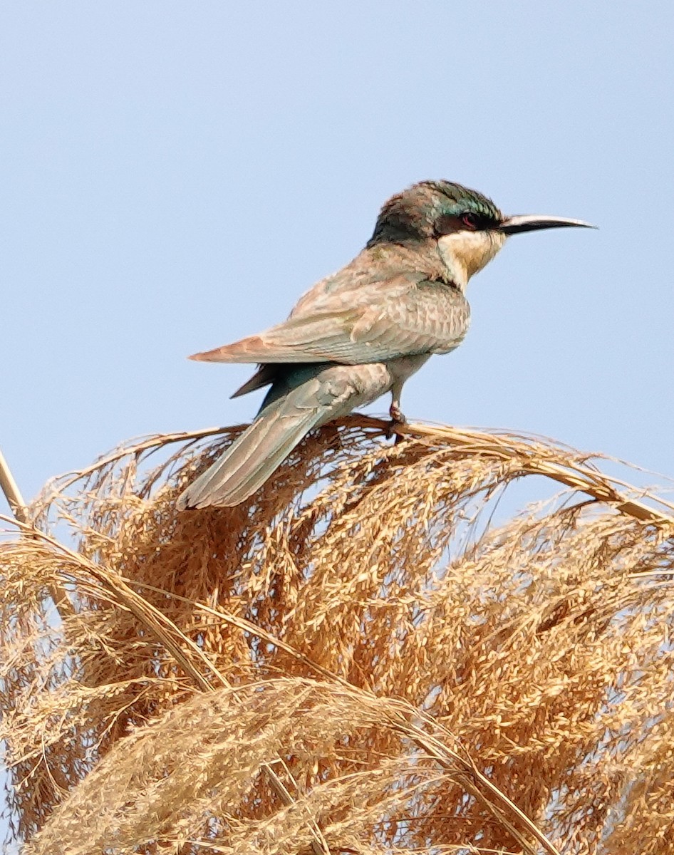 Blue-cheeked Bee-eater - ML646217616