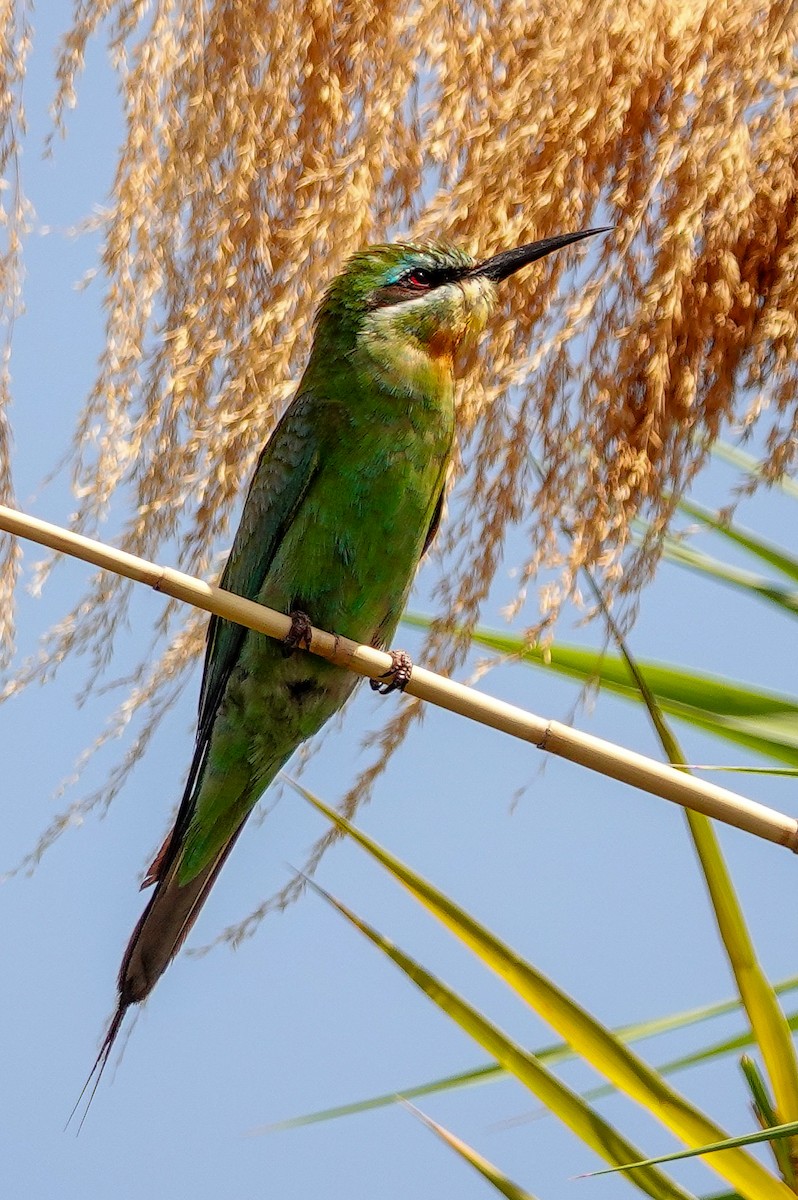 Blue-cheeked Bee-eater - ML646217617