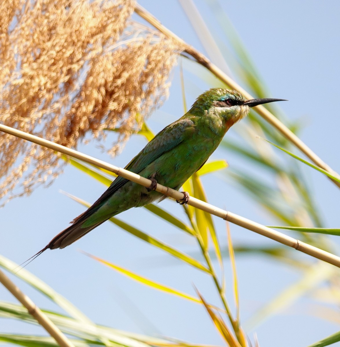 Blue-cheeked Bee-eater - ML646217618