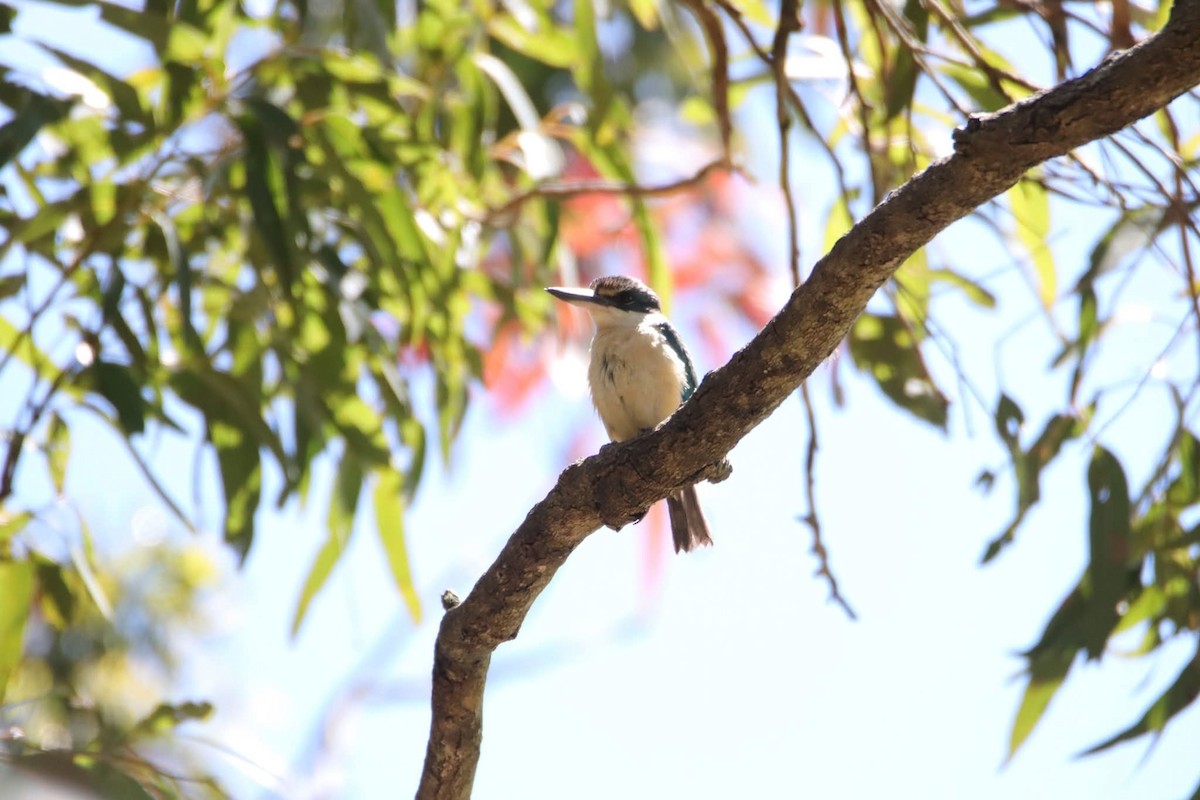 Sacred Kingfisher - ML646217621
