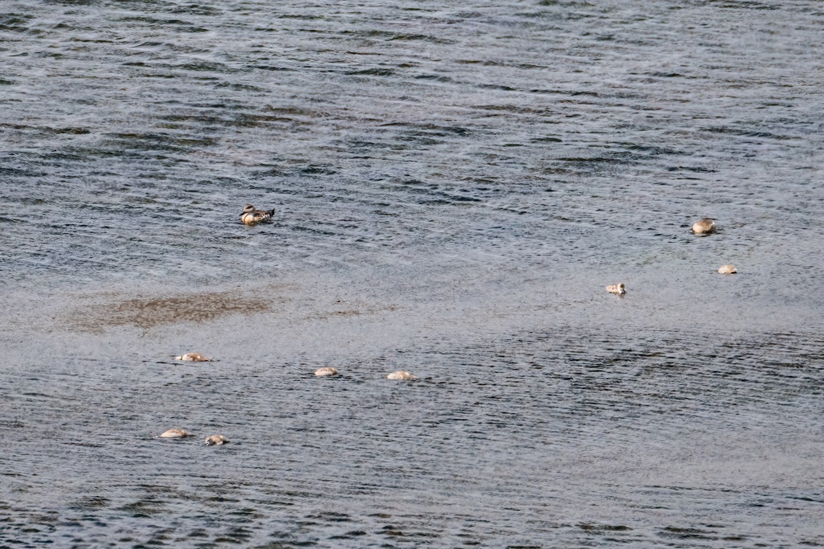 Crested Duck - ML646217624