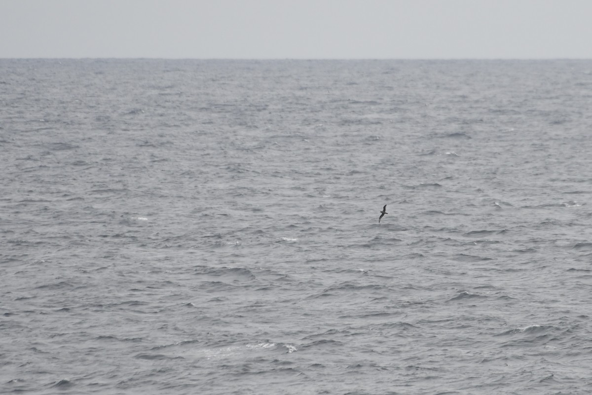 Petrel de Murphy - ML646217634