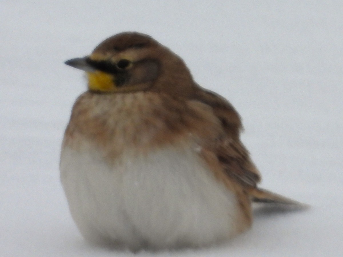 Horned Lark - ML646217636