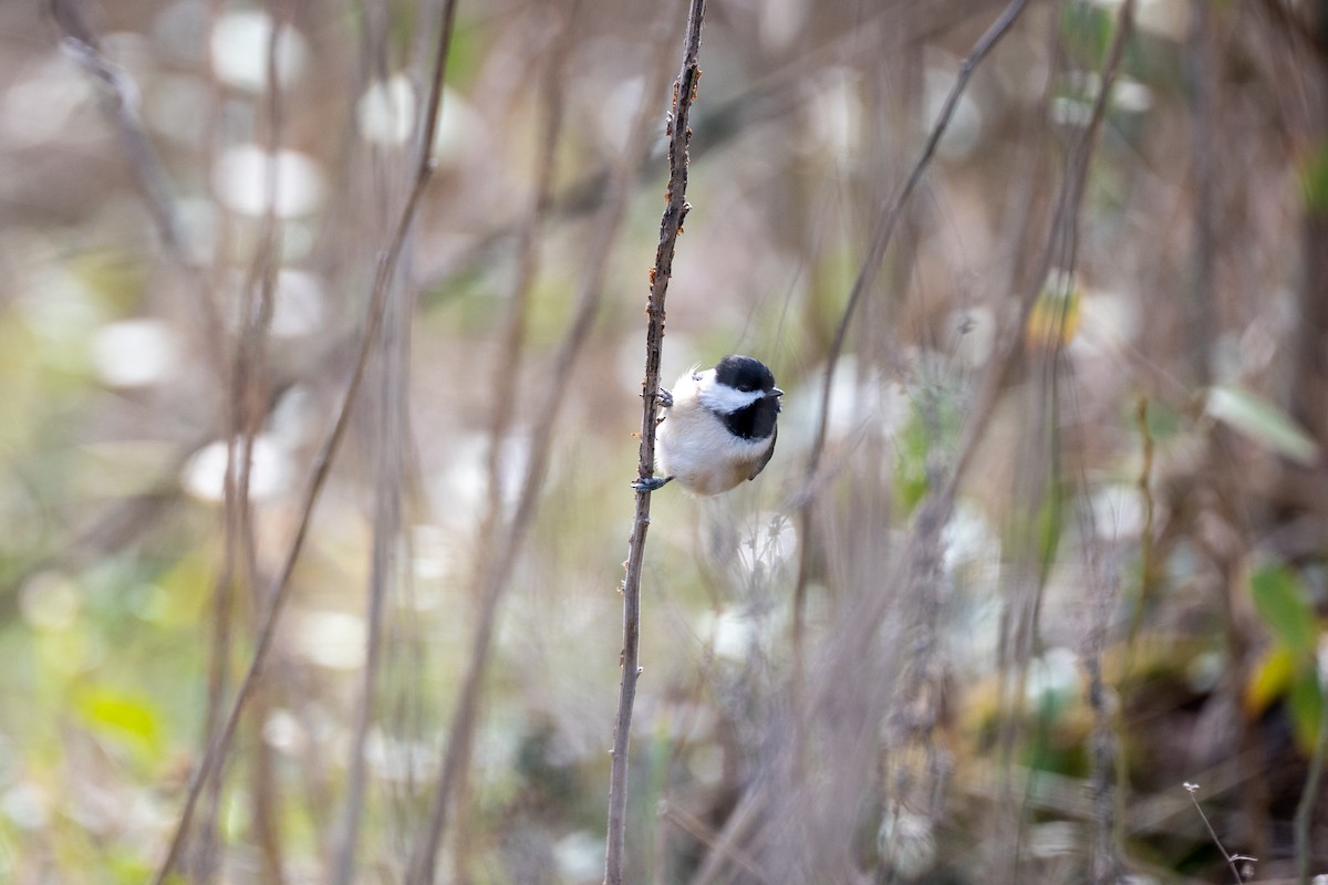 Carolina Chickadee - ML646217641