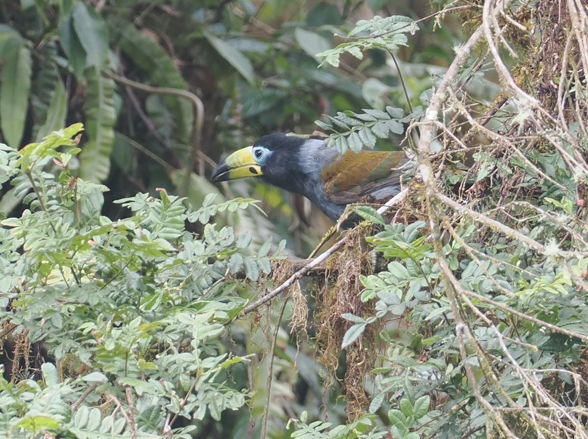 Hooded Mountain-Toucan - ML646217643