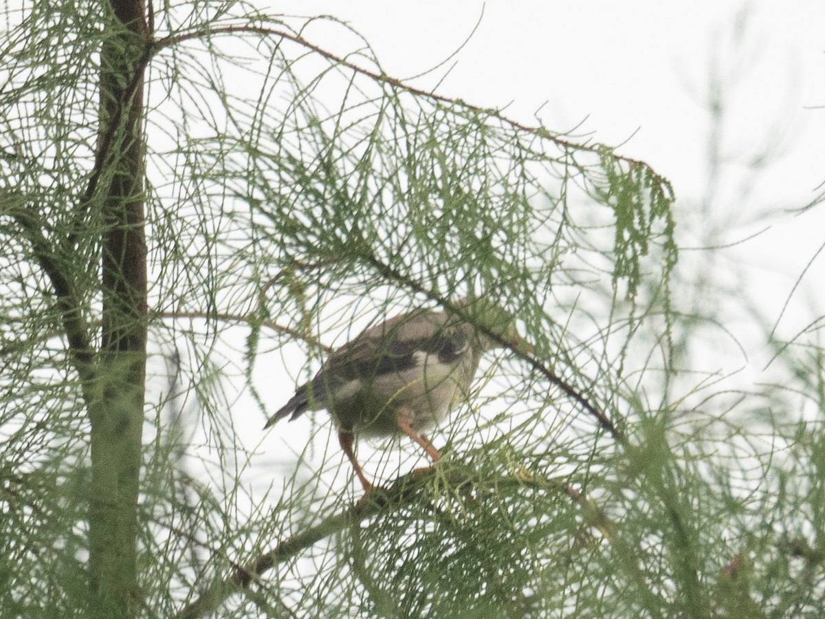 Улаан хошуут тодол - ML646217646