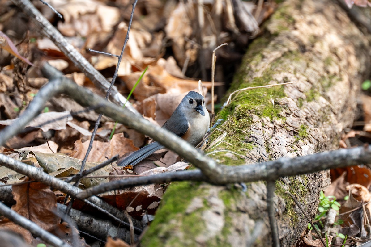 Tufted Titmouse - ML646217648