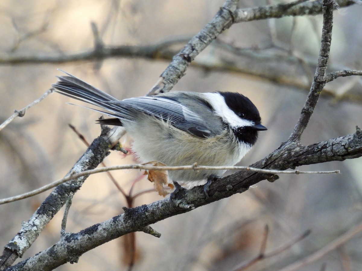 Black-capped Chickadee - ML646217650