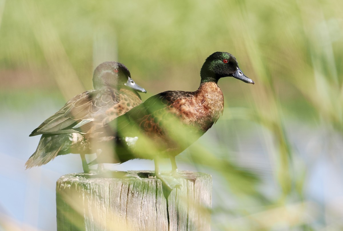 Chestnut Teal - ML646217651