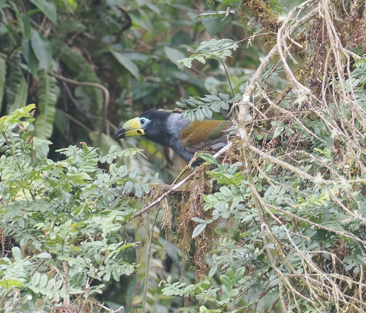 Hooded Mountain-Toucan - ML646217656