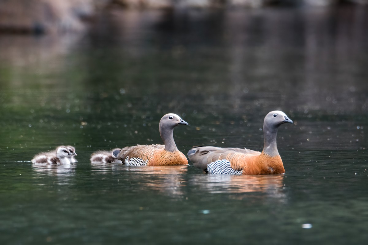 Ashy-headed Goose - ML646217659