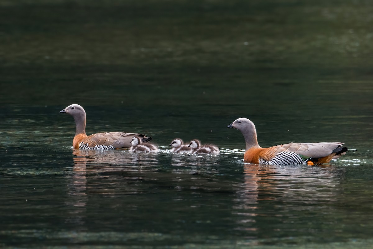 Ashy-headed Goose - ML646217660