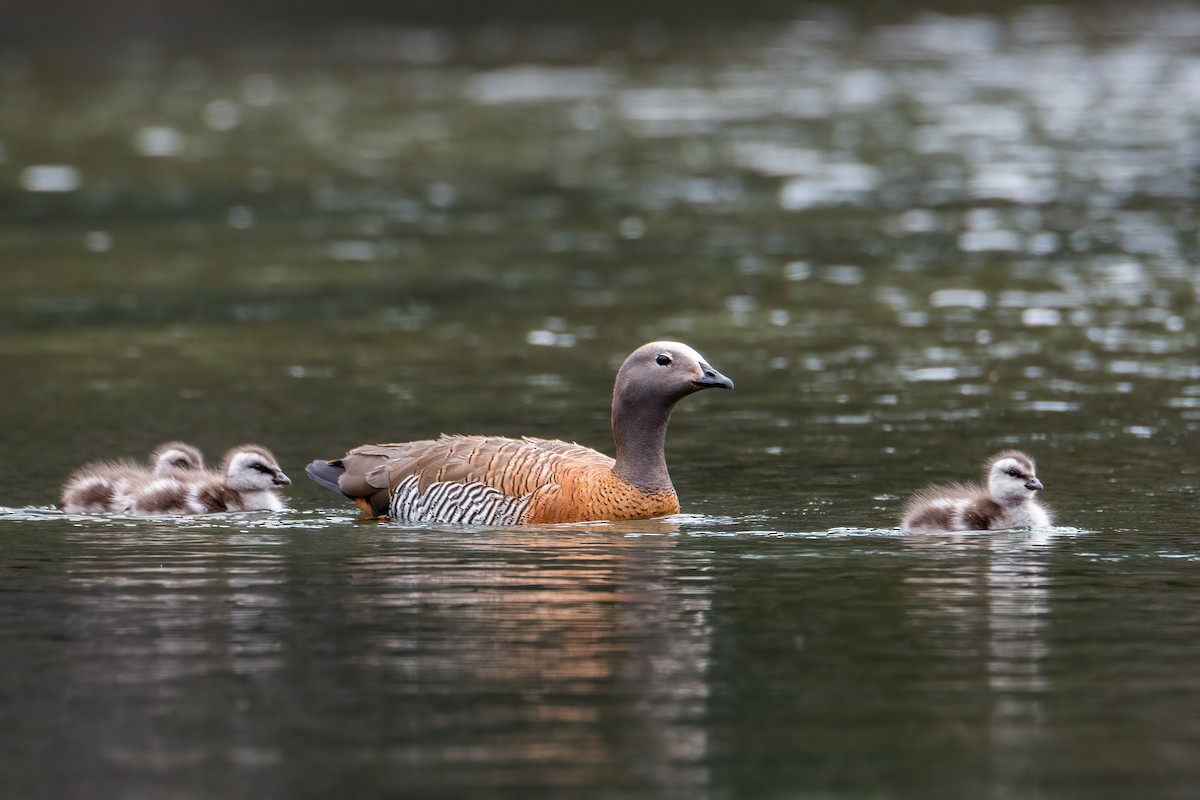 Ashy-headed Goose - ML646217661