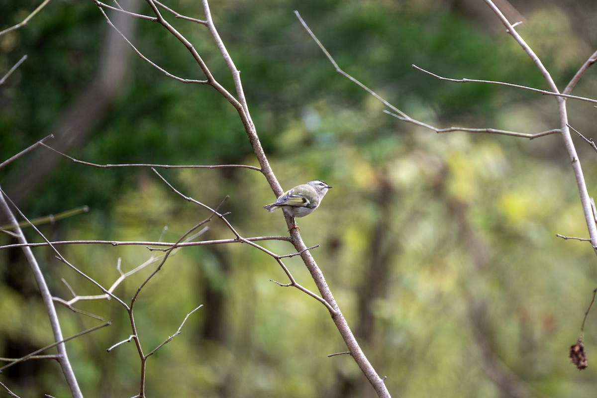 Golden-crowned Kinglet - ML646217662