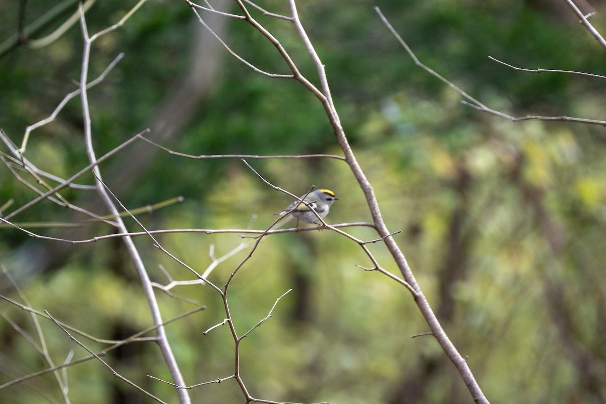 Golden-crowned Kinglet - ML646217663