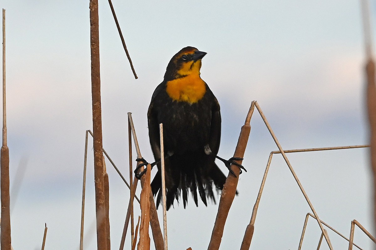 Yellow-headed Blackbird - ML646217665
