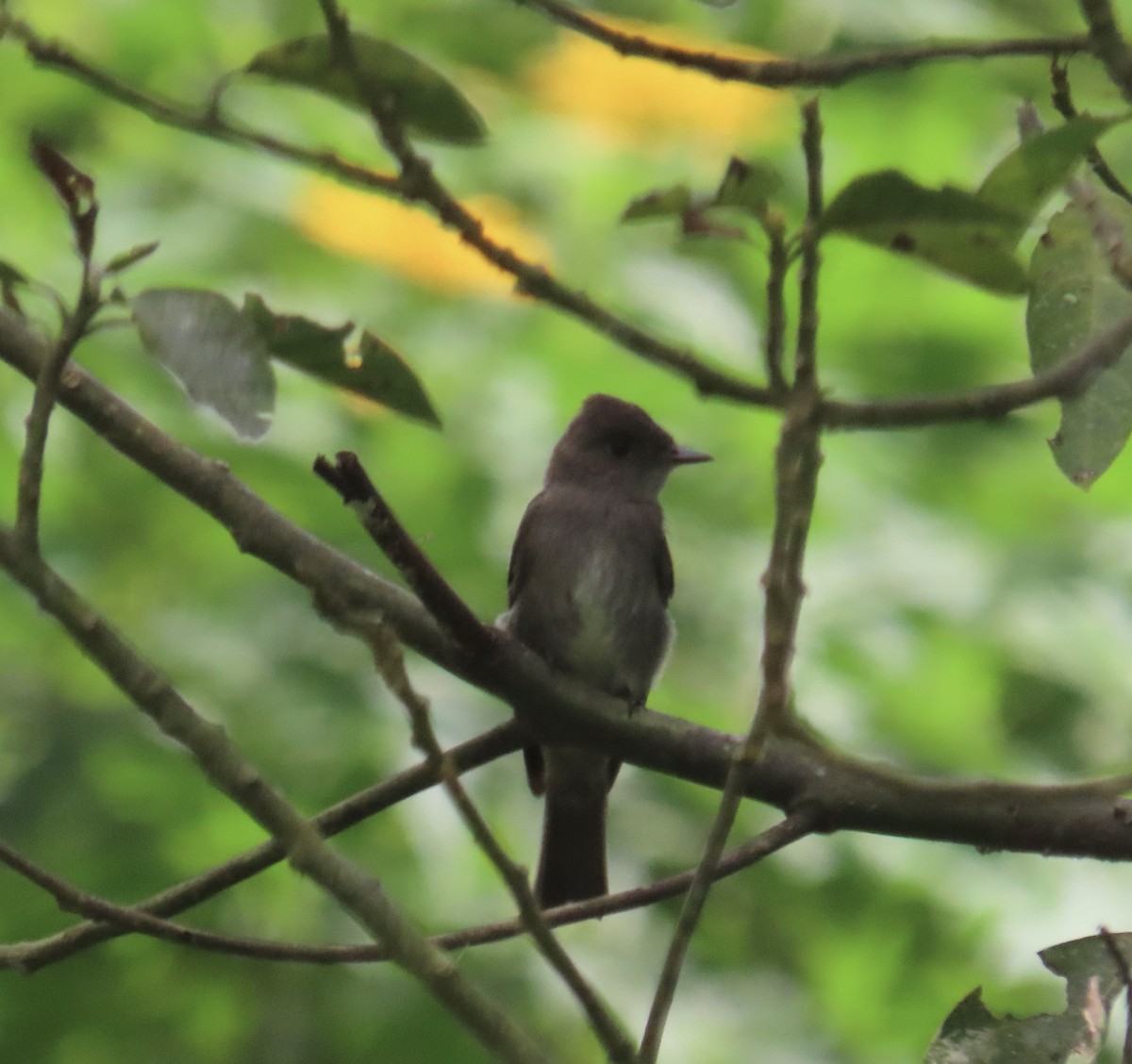 Blasskehl-Schnäppertyrann - ML646217672