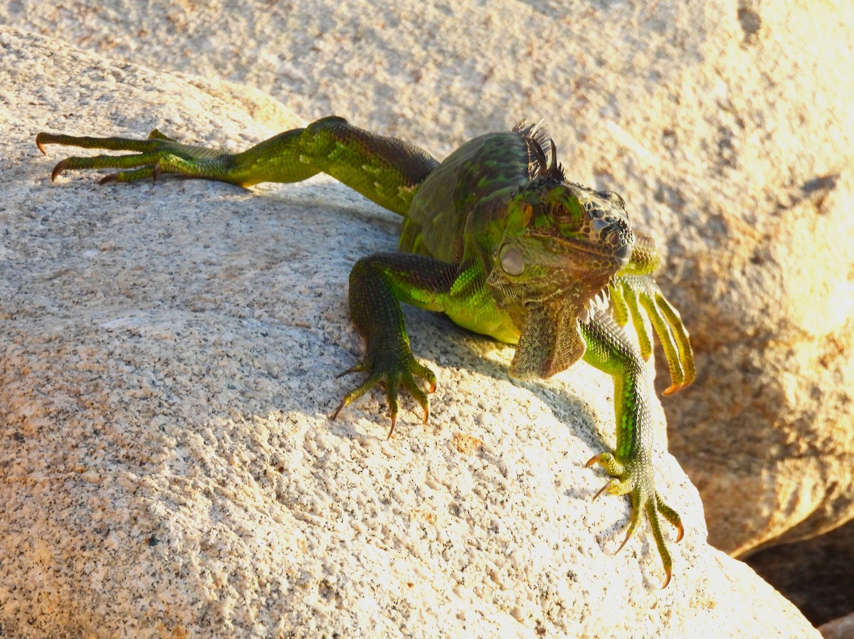 Green Iguana - ML646217677