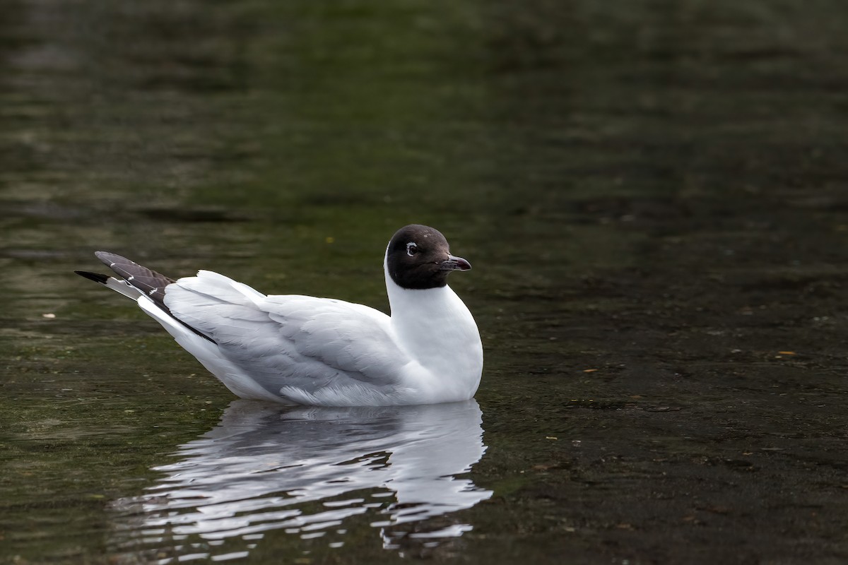 Andean Gull - ML646217678