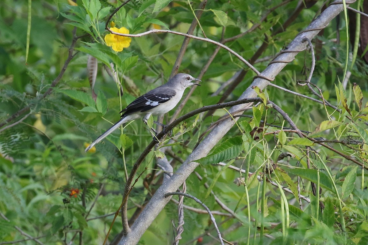Northern Mockingbird - ML646217679
