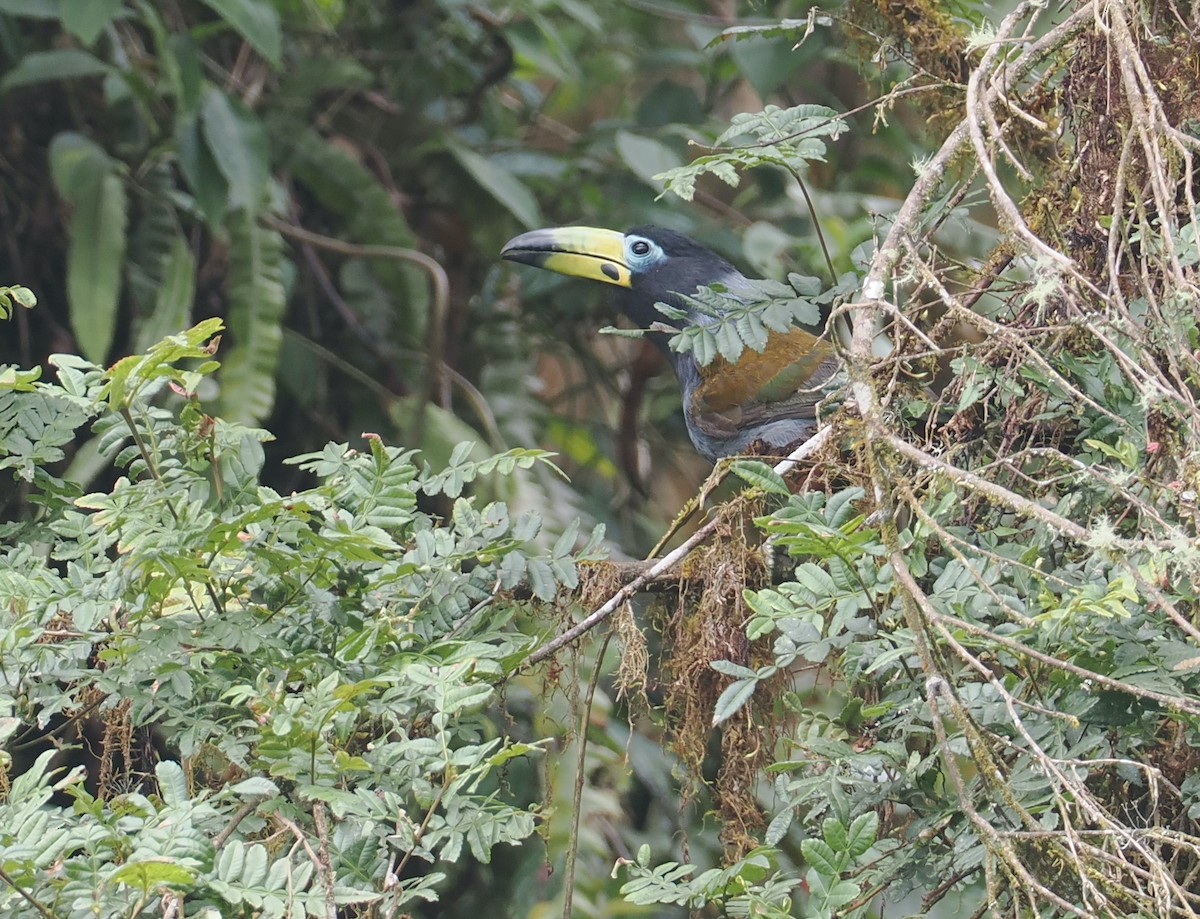 Hooded Mountain-Toucan - ML646217680