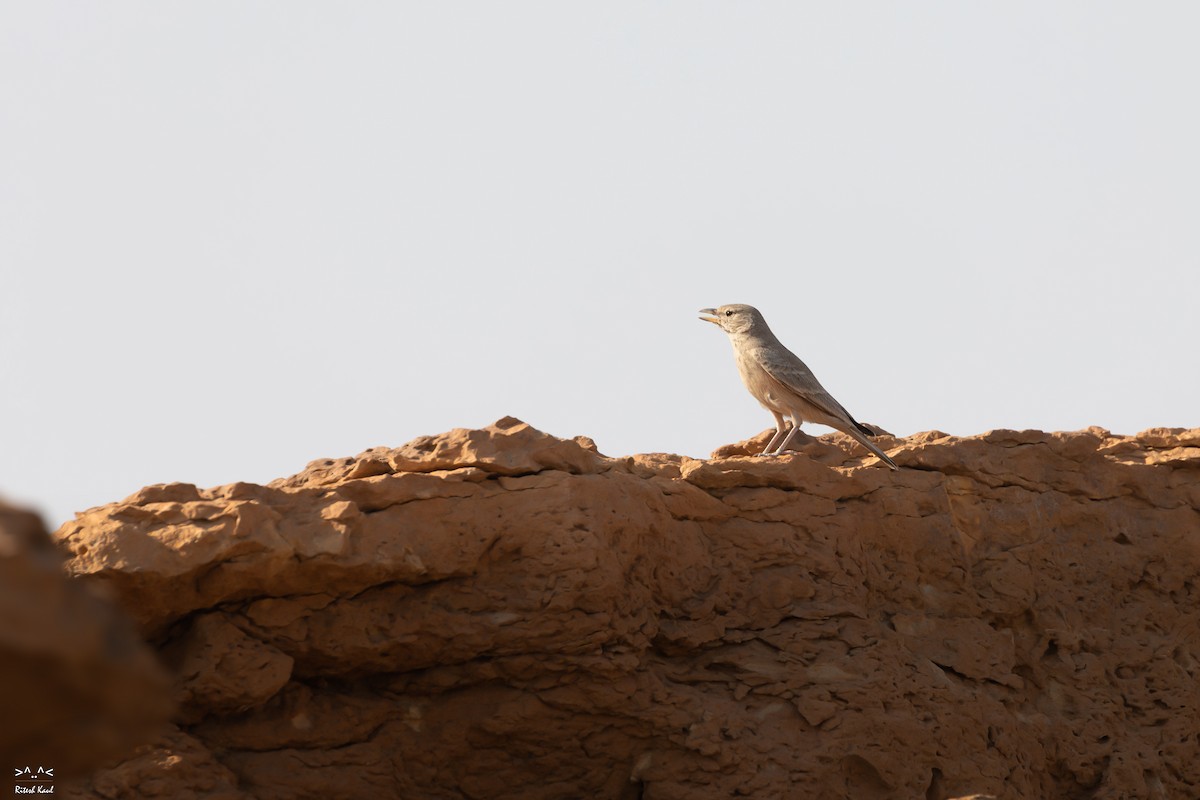Desert Lark - ML646217681