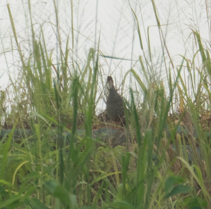 Perlfrankolin - ML646217682